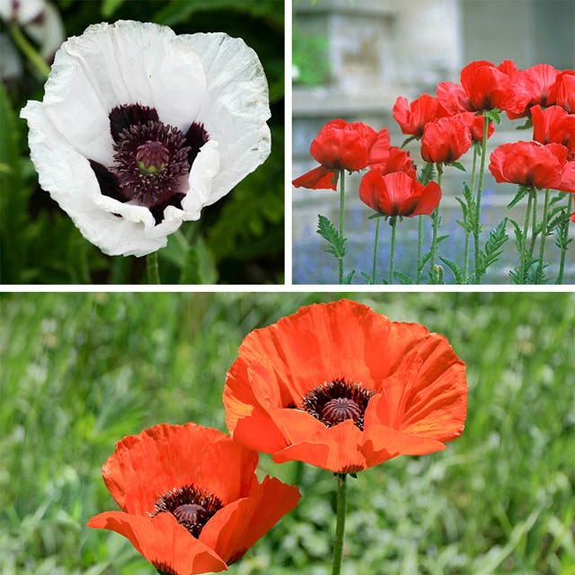 Oriental Poppy Collection (Papaver)