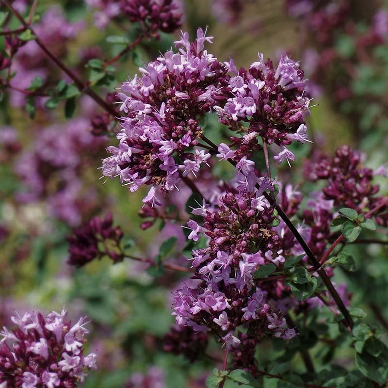 Rotkugel Ornamental Oregano (Origanum Rotkugel). Photo Courtesy of Emmis Oure. 