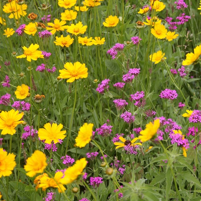 Pacific Northwest Wildflower Seed Mix