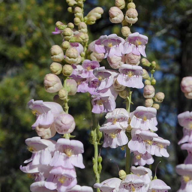 Palmer's Penstemon