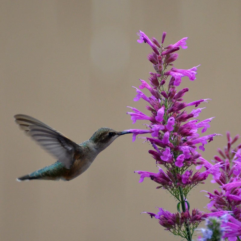 Agastache Ava (Ava's Hummingbird Mint)