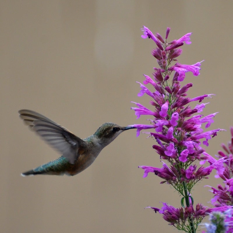 Ava's Hummingbird Mint (Hyssop), Agastache Ava with hummingbird