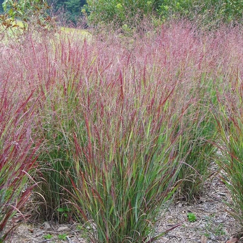 Shenandoah Switch Grass (Panicum virgatum 'Shenandoah') Photo Courtesy of Hoffman Nursery Inc.