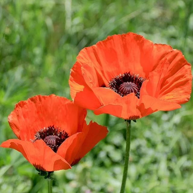 Brilliant Oriental Poppy