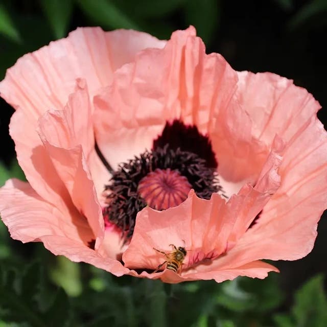 Princess Louise Oriental Poppy