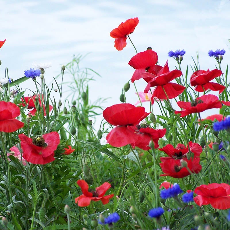 Red Papaver rhoeas Seeds, Papaver rhoeas, Red Poppy, Corn Poppy, Flanders Poppy, Shirley Poppy Seeds