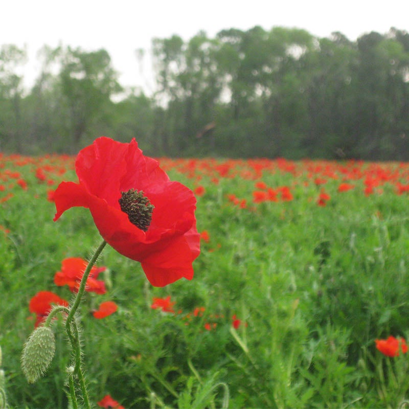 Red Papaver rhoeas Seeds, Papaver rhoeas, Red Poppy, Corn Poppy, Flanders Poppy, Shirley Poppy Seeds