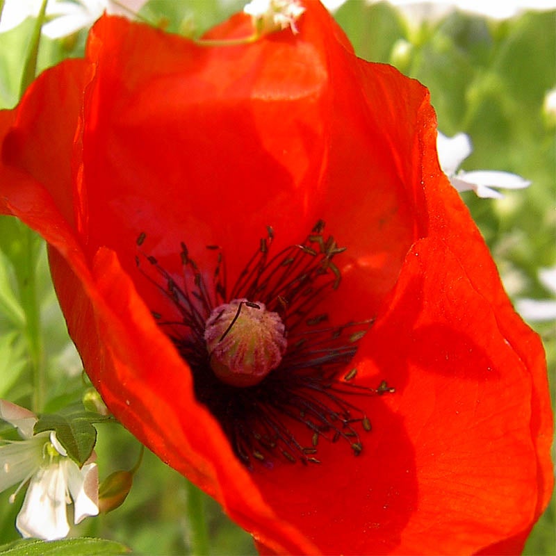 Red Papaver rhoeas Seeds, Papaver rhoeas, Red Poppy, Corn Poppy, Flanders Poppy, Shirley Poppy Seeds