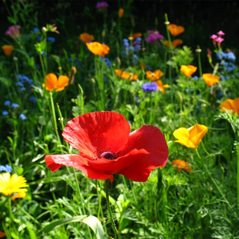 Red Papaver rhoeas Seeds, Papaver rhoeas, Red Poppy, Corn Poppy, Flanders Poppy, Shirley Poppy Seeds