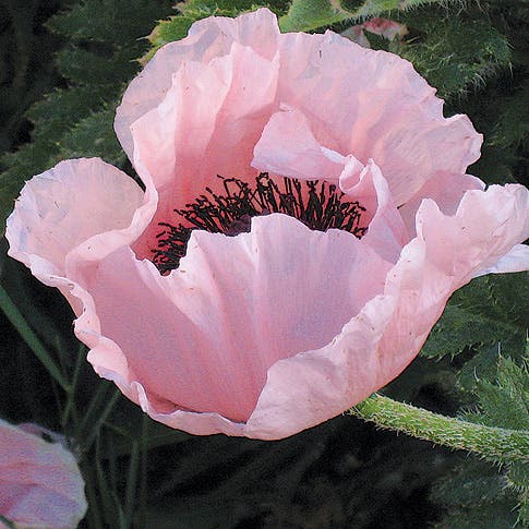 Coral Reef Oriental Poppy