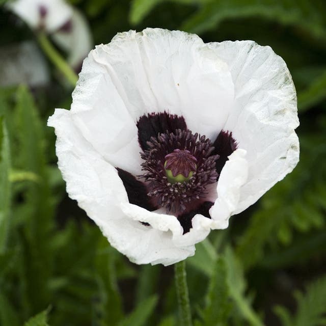 Royal Wedding Oriental Poppy