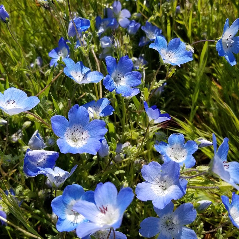 Nemophila maculata (Baby Blue Eyes)