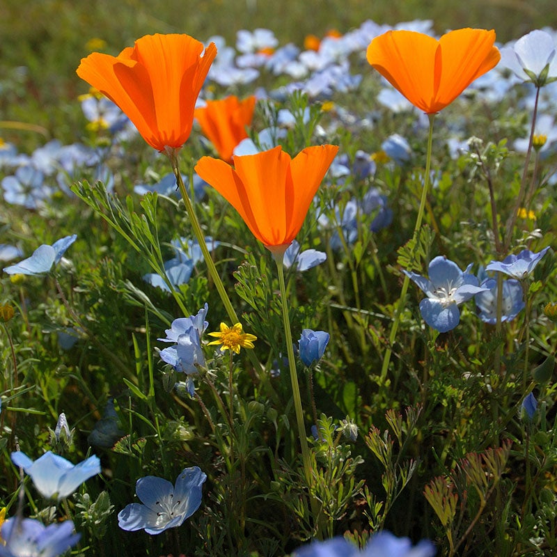 Eschscholzia californica (California Poppy) and Nemophila menziesii (Baby Blue Eyes)