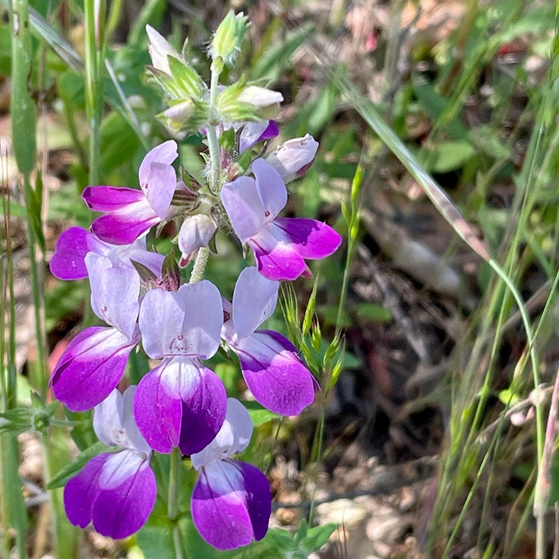 Collinsia heterophylla (Chinese Houses)