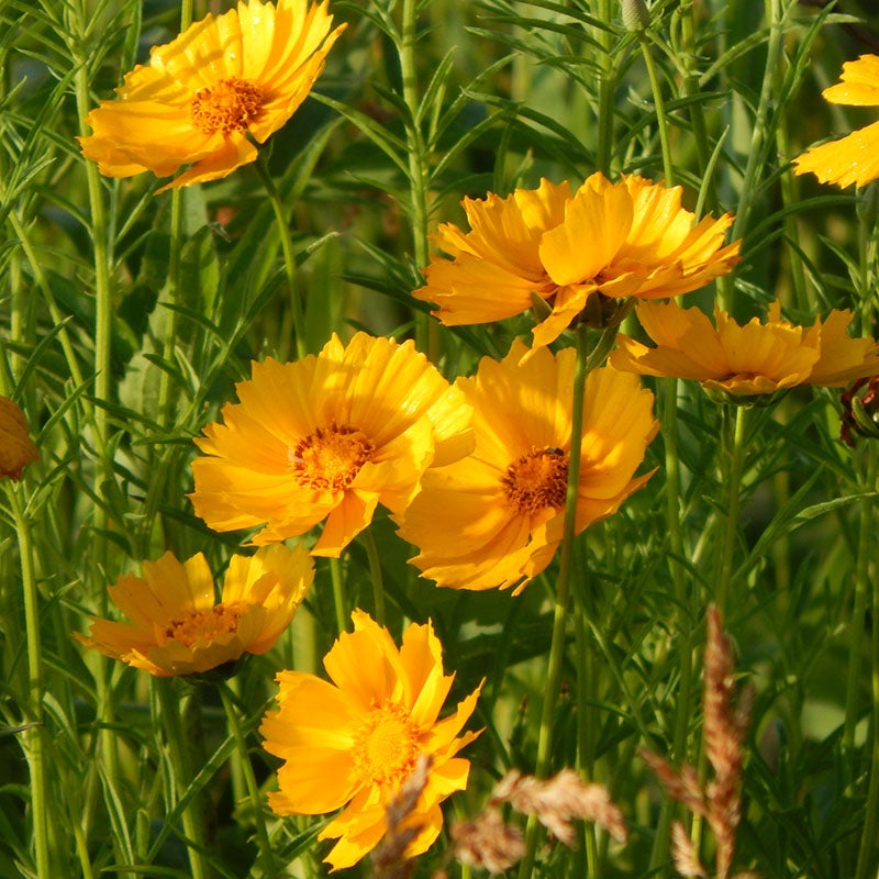 Coreopsis lanceolata (Lance Leaf Coreopsis)