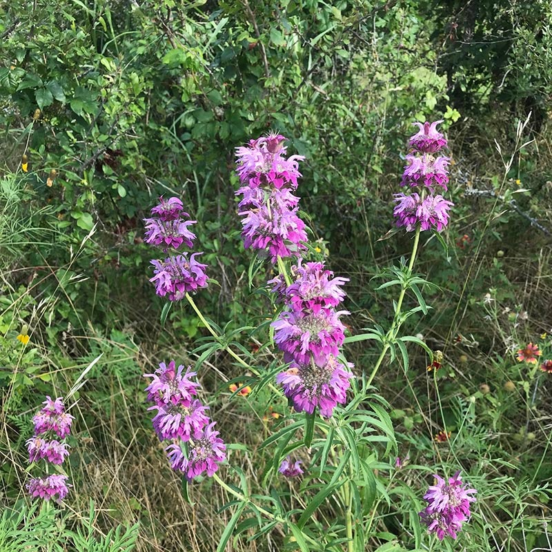 Monarda citriodora (Lemon Mint)