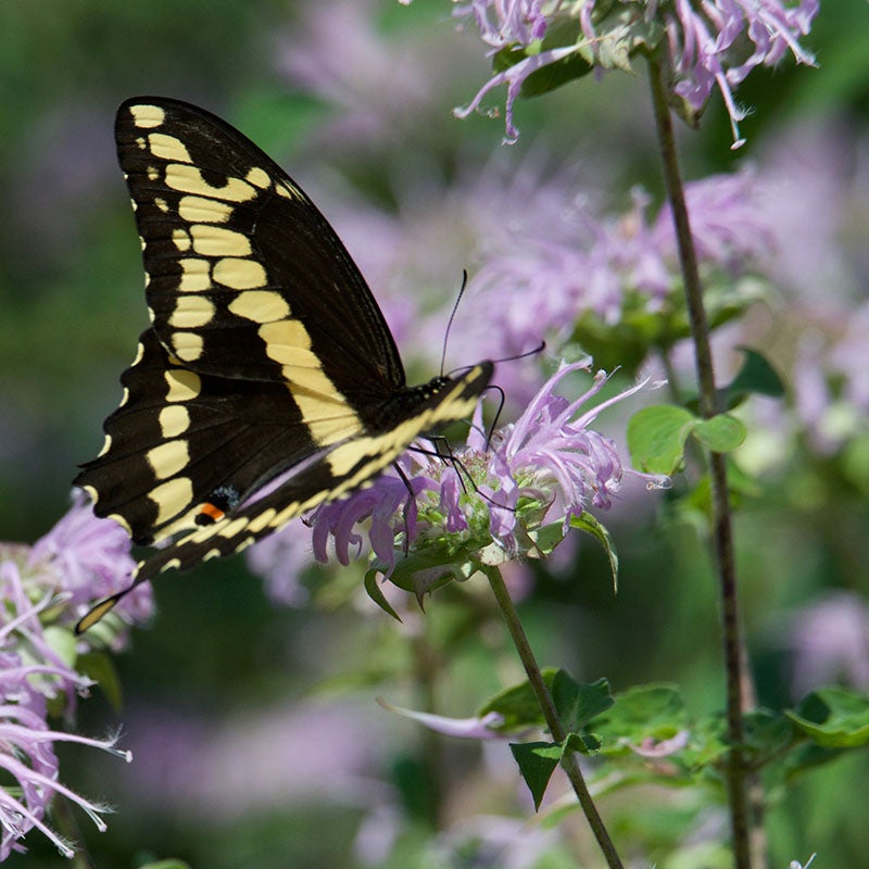 Monarda fistulosa (Wild Bergamot)