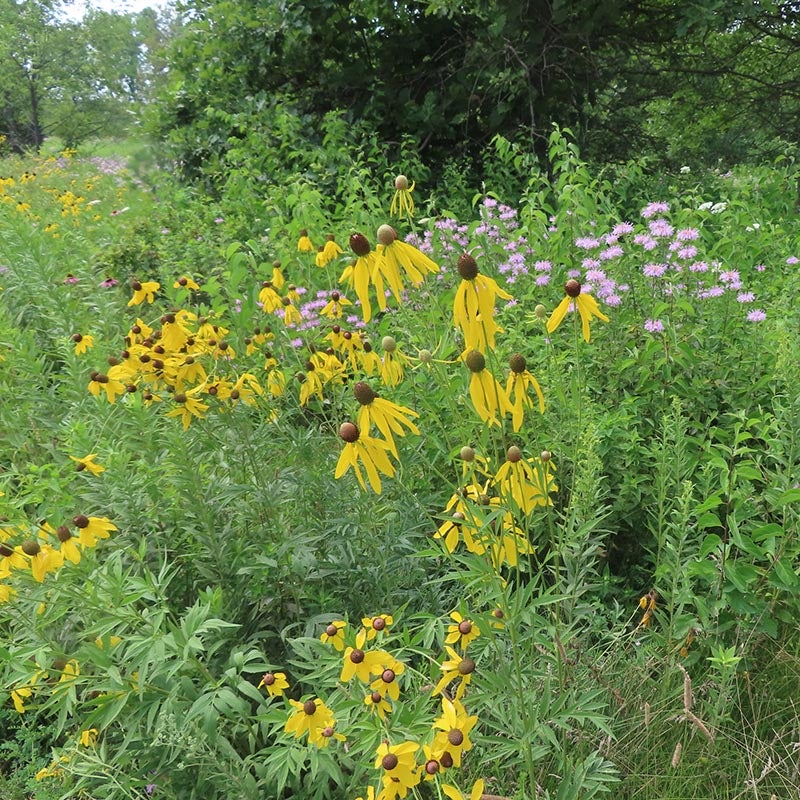 Ratibida pinnata (Grey Headed Coneflower) and Monarda fistulosa (Wild Bergamot)