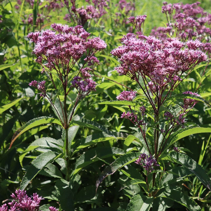 Eutrochium maculatum (Spotted Joe Pye Weed)