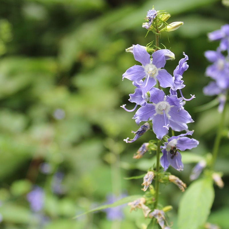 Campanulastrum americanum (Tall Bellflower)