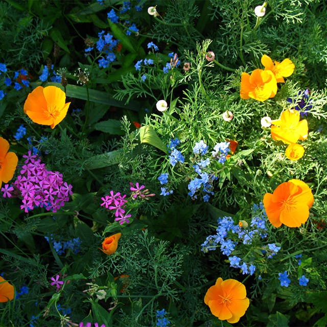 Partial Shade Wildflower Seed Mix