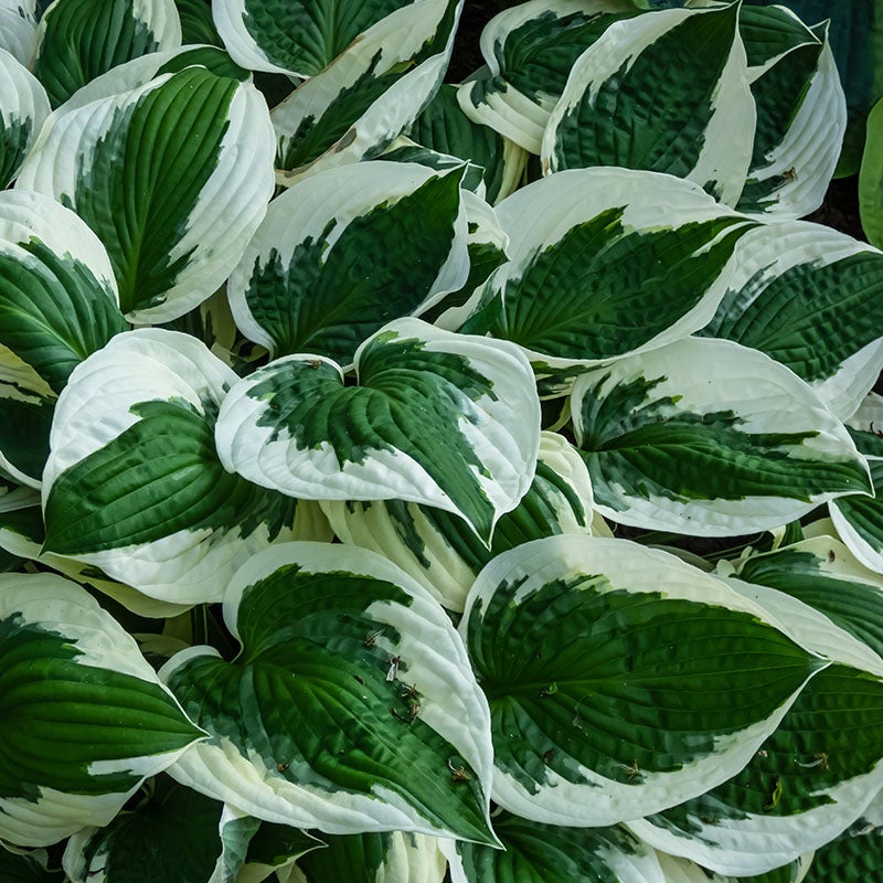 Patriot Hosta (Hosta x 'Patriot')
