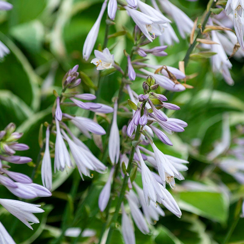 Patriot Hosta (Hosta x 'Patriot')
