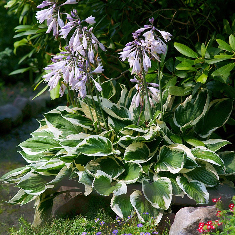 Patriot Hosta (Hosta x 'Patriot')
