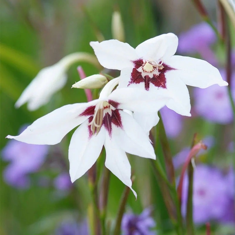 Peacock Orchid, Gladiolus acidanthera