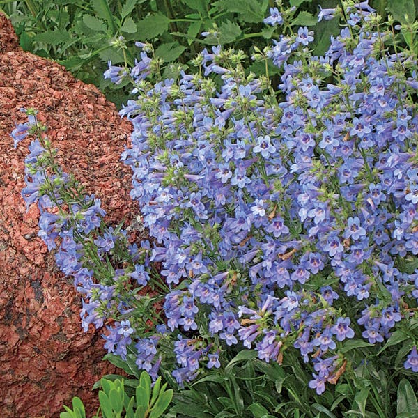 Blue Mist Penstemon