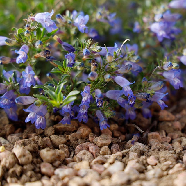 Waggon Wheel® Bluemat Penstemon