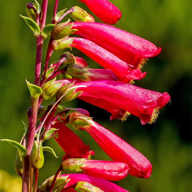 Cardinal Penstemon