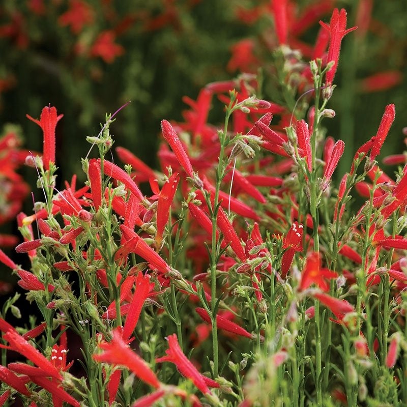 Compact Pineleaf Penstemon (Penstemon pinifolius 'Compactum')