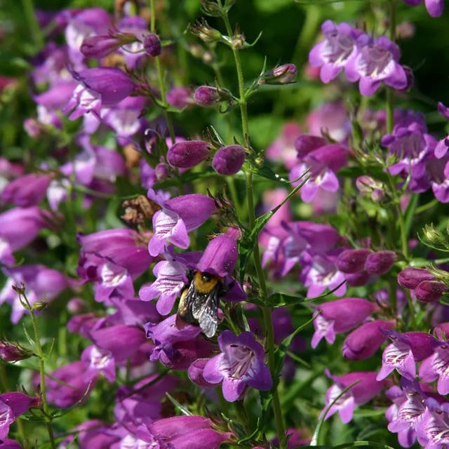 Pike's Peak Purple® Penstemon