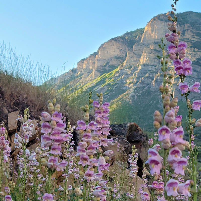 Palmer's Penstemon seeds, Penstemon palmerii