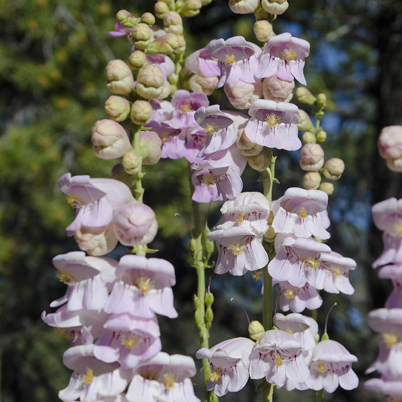 Palmer's Penstemon seeds, Penstemon palmerii