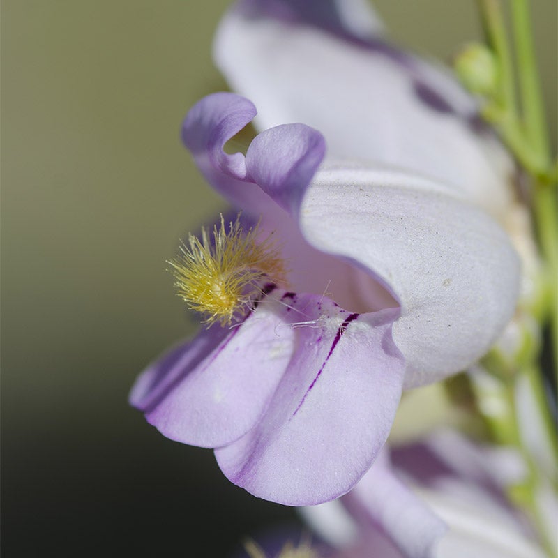 Palmer's Penstemon seeds, Penstemon palmerii