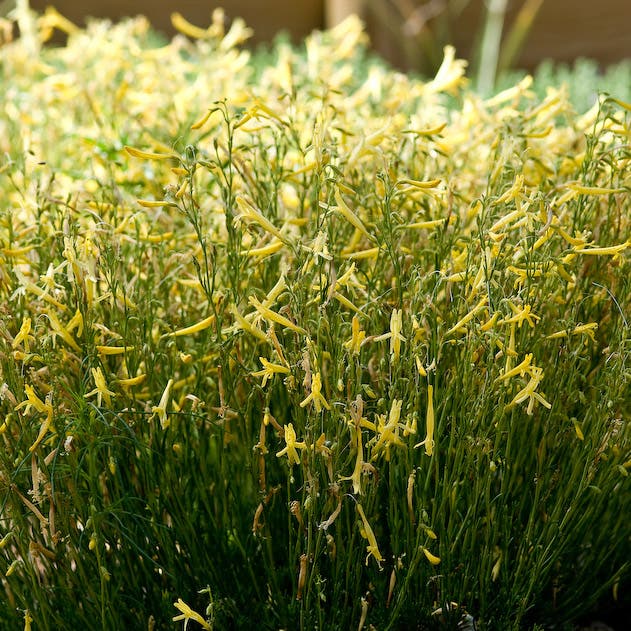 Yellow Pineleaf Penstemon