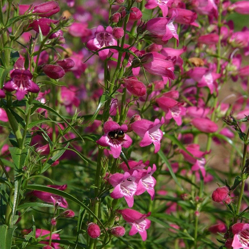 Red Rocks® Penstemon (Penstemon x mexicali 'P008S')