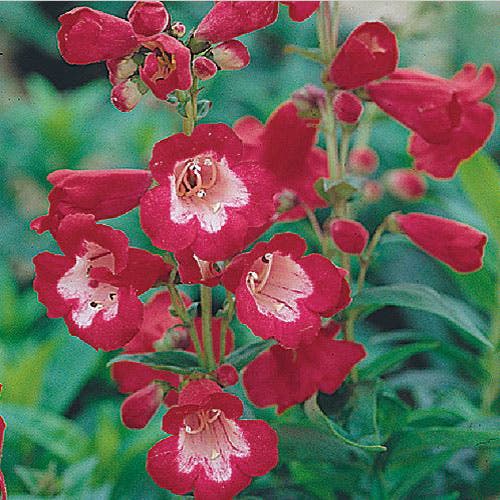 Rubycunda Penstemon