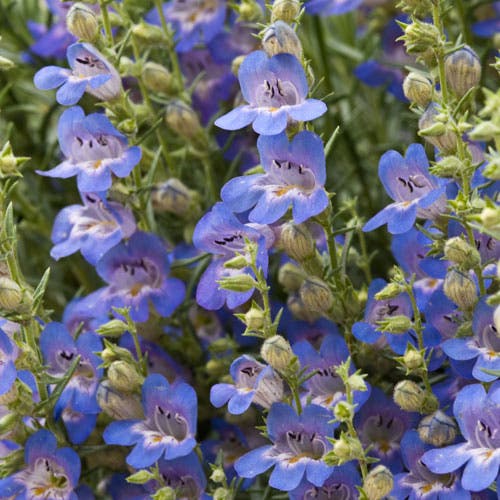 Blue Lips Penstemon