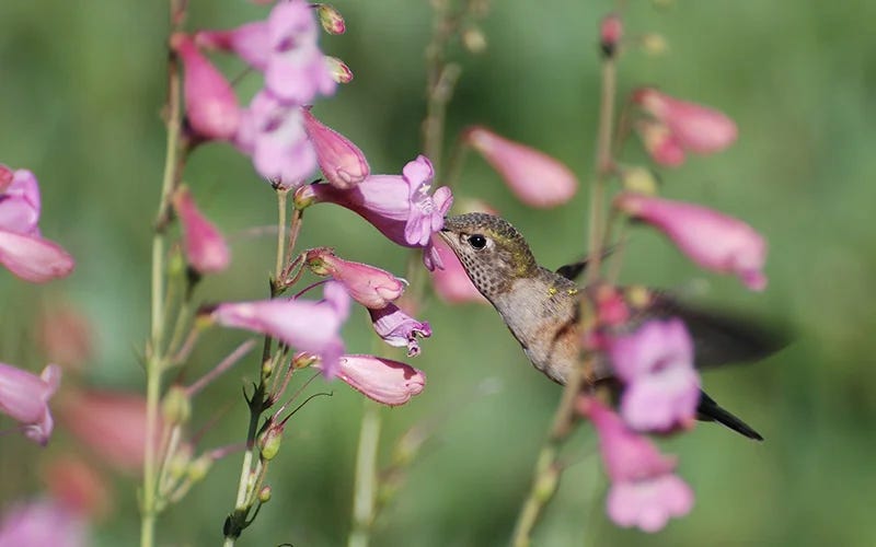 Beardtongue and Hummingbird