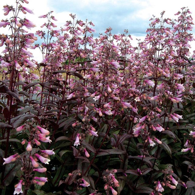 Dark Towers Penstemon