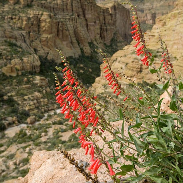 Firecracker Penstemon Richfield Strain