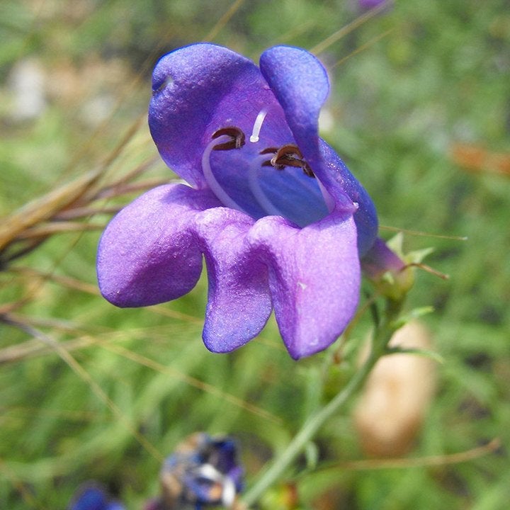 Electric Blue Penstemon (Penstemon heterophyllus 'Electric Blue') close up