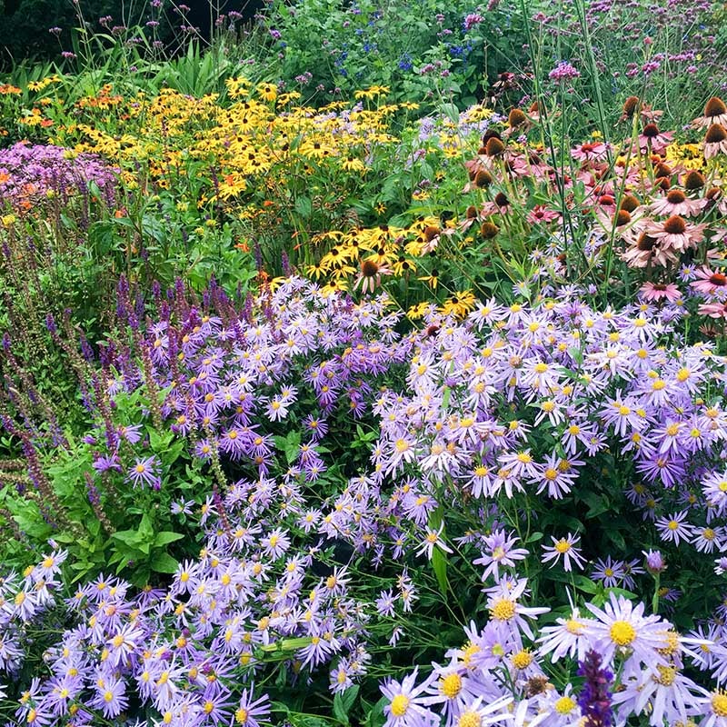 Garden aster, echinacea, black eyed susan, rudbeckia, native garden