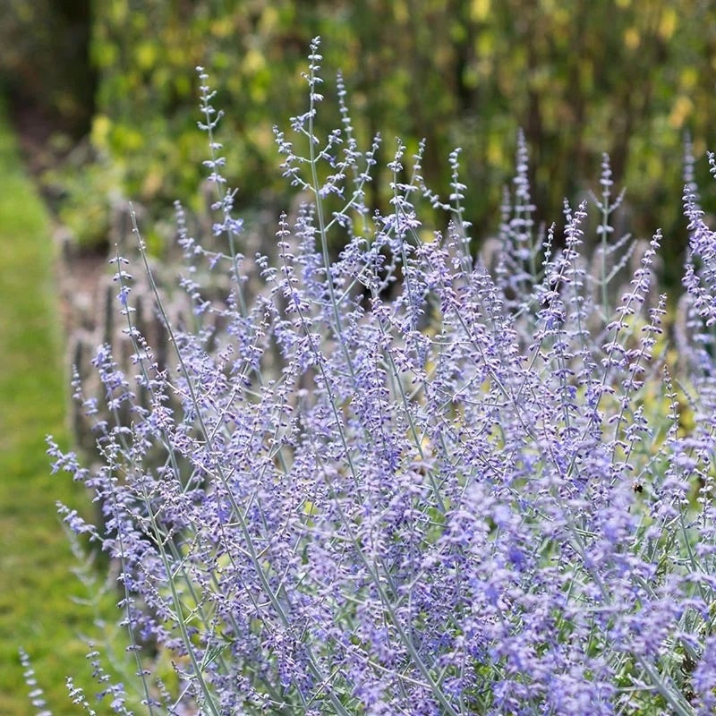 Blue Spire Russian Sage (Perovskia 'Blue Spire')