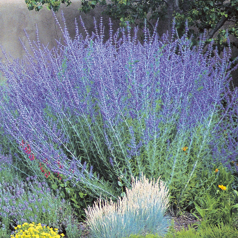 Blue Spires Russian Sage (Perovskia Blue Spires) 