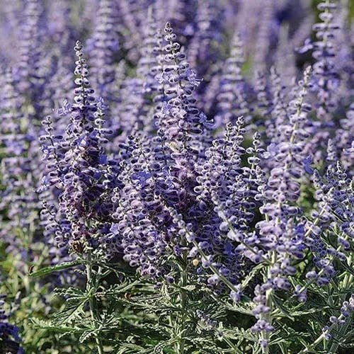 Lacey Blue Russian Sage