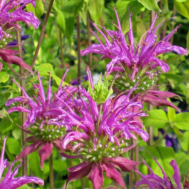 Peter's Purple Bee Balm